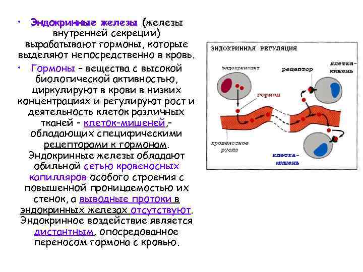  • Эндокринные железы (железы внутренней секреции) вырабатывают гормоны, которые выделяют непосредственно в кровь.