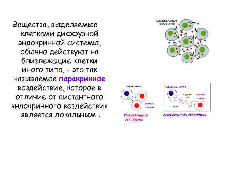 Вещества, выделяемые клетками диффузной эндокринной системы, обычно действуют на близлежащие клетки иного типа, -