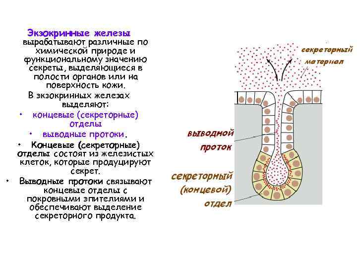 Экзокринные железы вырабатывают различные по химической природе и функциональному значению секреты, выделяющиеся в полости