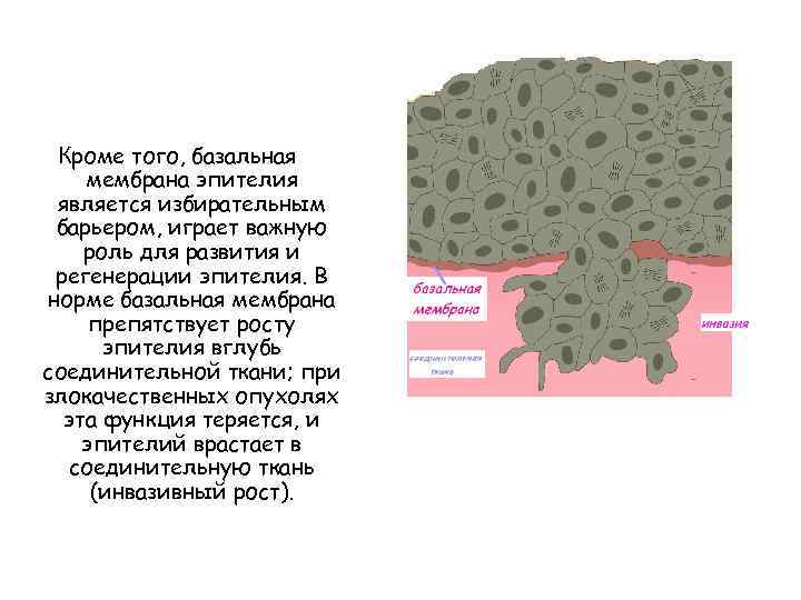 Кроме того, базальная мембрана эпителия является избирательным барьером, играет важную роль для развития и