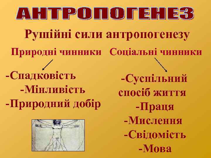 Рушійні сили антропогенезу Природні чинники Соціальні чинники -Спадковість -Мінливість -Природний добір -Суспільний спосіб життя