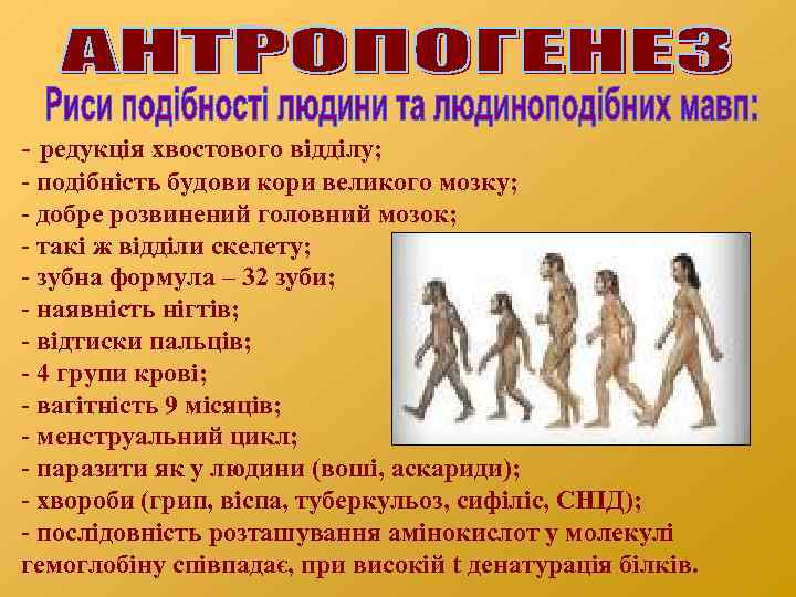 - редукція хвостового відділу; - подібність будови кори великого мозку; - добре розвинений головний