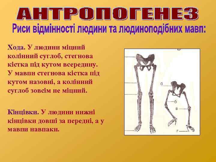 Хода. У людини міцний колінний суглоб, стегнова кістка під кутом всередину. У мавпи стегнова