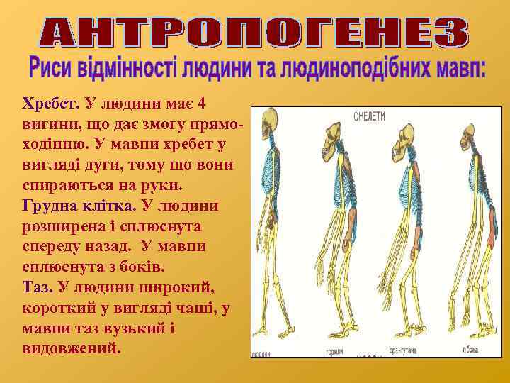 Хребет. У людини має 4 вигини, що дає змогу прямоходінню. У мавпи хребет у
