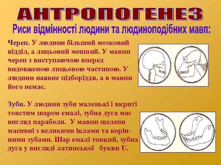 Череп. У людини більший мозковий відділ, а лицьовий менший. У мавпи череп з виступаючою