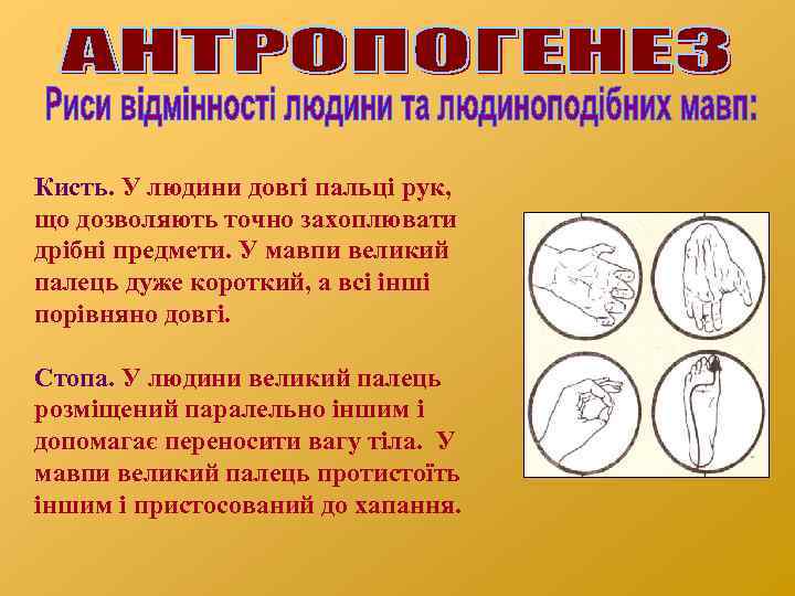 Кисть. У людини довгі пальці рук, що дозволяють точно захоплювати дрібні предмети. У мавпи