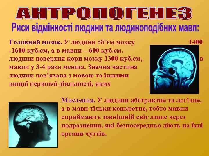 Головний мозок. У людини об’єм мозку -1600 куб. см, а в мавпи – 600