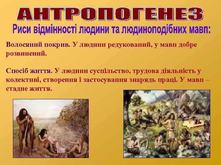 Волосяний покрив. У людини редукований, у мавп добре розвинений. Спосіб життя. У людини суспільство,