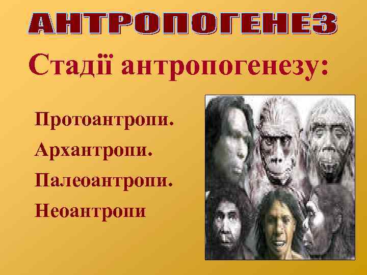 Стадії антропогенезу: Протоантропи. Архантропи. Палеоантропи. Неоантропи 