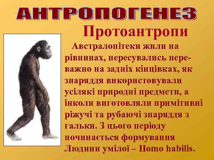 Протоантропи Австралопітеки жили на рівнинах, пересувались переважно на задніх кінцівках, як знаряддя використовували усілякі