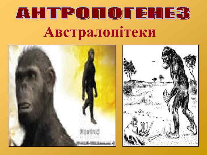 Австралопітеки 