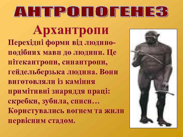 Архантропи Перехідні форми від людиноподібних мавп до людини. Це пітекантропи, синантропи, гейдельберзька людина. Вони