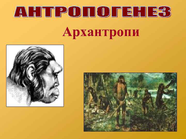 Архантропи 