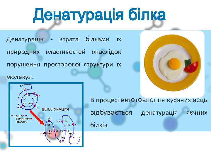 Денатурація білка Денатурація - втрата білками їх природних властивостей внаслідок порушення просторової структури їх