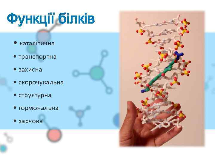Функції білків • каталітична • транспортна • захисна • скорочувальна • структурна • гормональна