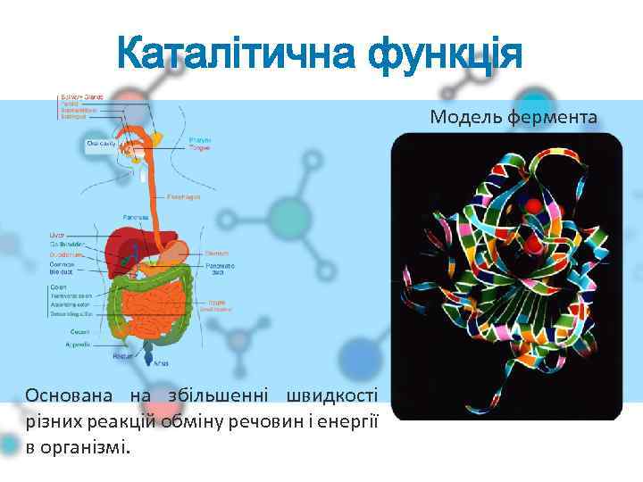Каталітична функція Модель фермента Основана на збільшенні швидкості різних реакцій обміну речовин і енергії