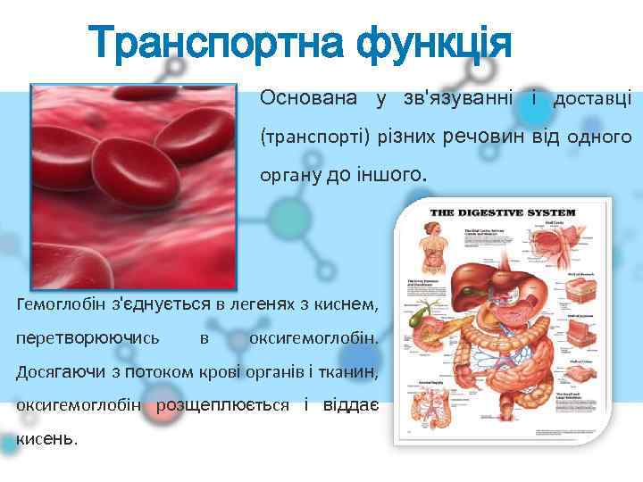 Транспортна функція Основана у зв'язуванні і доставці (транспорті) різних речовин від одного органу до