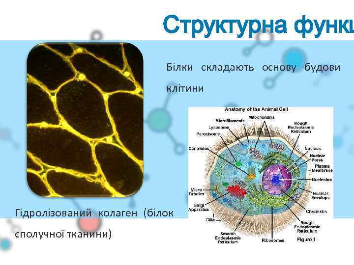 Структурна функц Білки складають основу будови клітини Гідролізований колаген (білок сполучної тканини) 