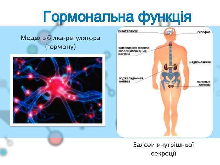 Гормональна функція Модель білка-регулятора (гормону) Залози внутрішньої секреції 