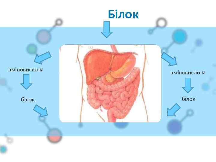 Білок амінокислоти білок 