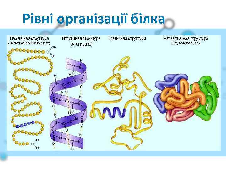 Рівні організації білка 