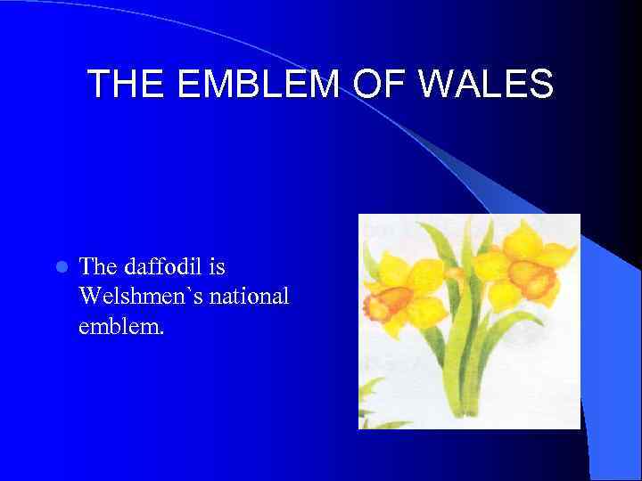 THE EMBLEM OF WALES l The daffodil is Welshmen`s national emblem. 