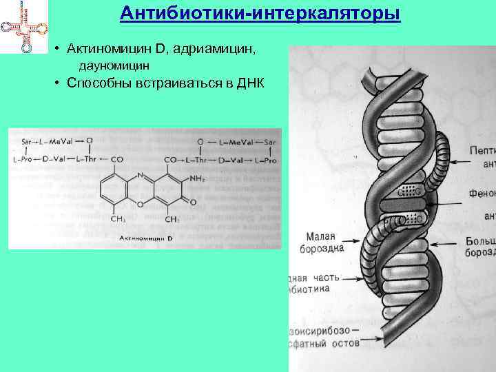 Антибиотики-интеркаляторы • Актиномицин D, адриамицин, дауномицин • Способны встраиваться в ДНК 