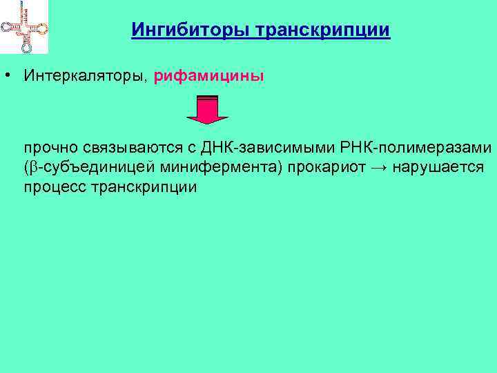 Ингибиторы транскрипции • Интеркаляторы, рифамицины прочно связываются с ДНК-зависимыми РНК-полимеразами ( -субъединицей минифермента) прокариот