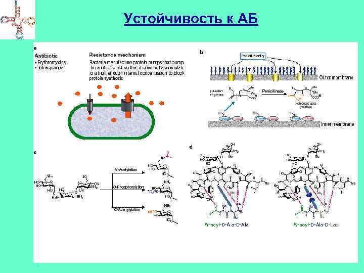 Устойчивость к АБ 