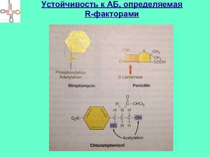 Устойчивость к АБ, определяемая R-факторами 