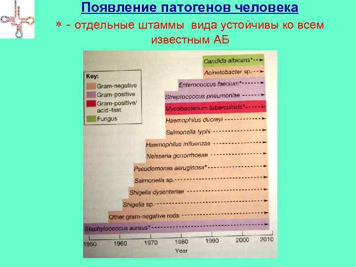 Появление патогенов человека - отдельные штаммы вида устойчивы ко всем известным АБ 