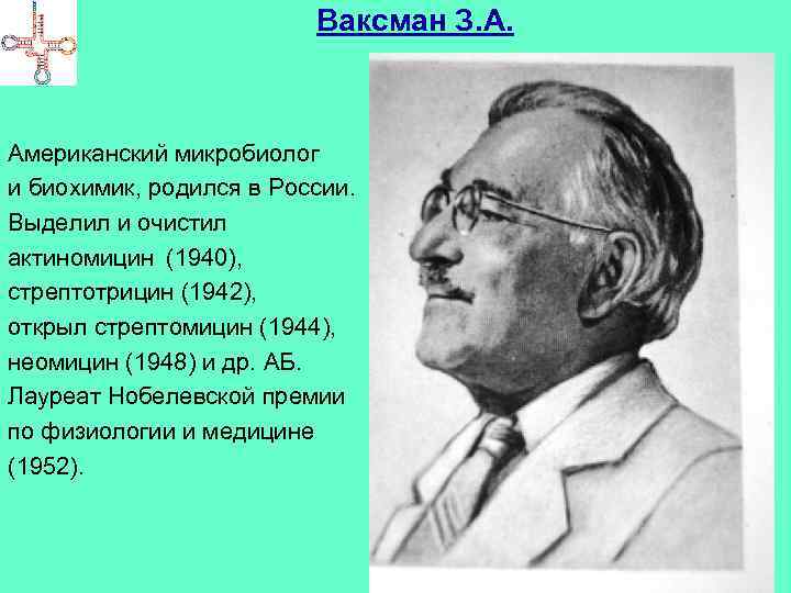 Ваксман З. А. Американский микробиолог и биохимик, родился в России. Выделил и очистил актиномицин