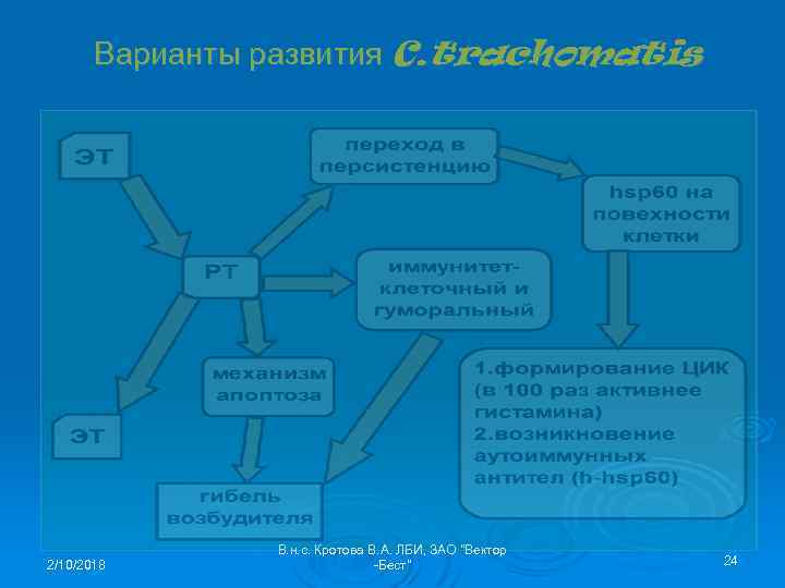 Варианты развития C. trachomatis 2/10/2018 В. н. с. Кротова В. А. ЛБИ, ЗАО "Вектор