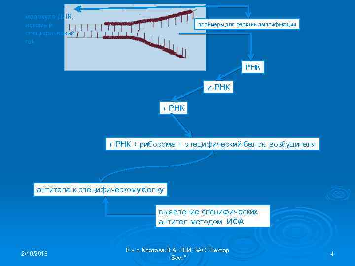 молекула ДНК, искомый специфический ген праймеры для реакции амплификации РНК и-РНК т-РНК + рибосома