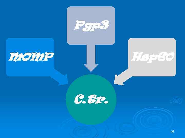 Pgp 3 Hsp 60 MOMP C. tr. 40 