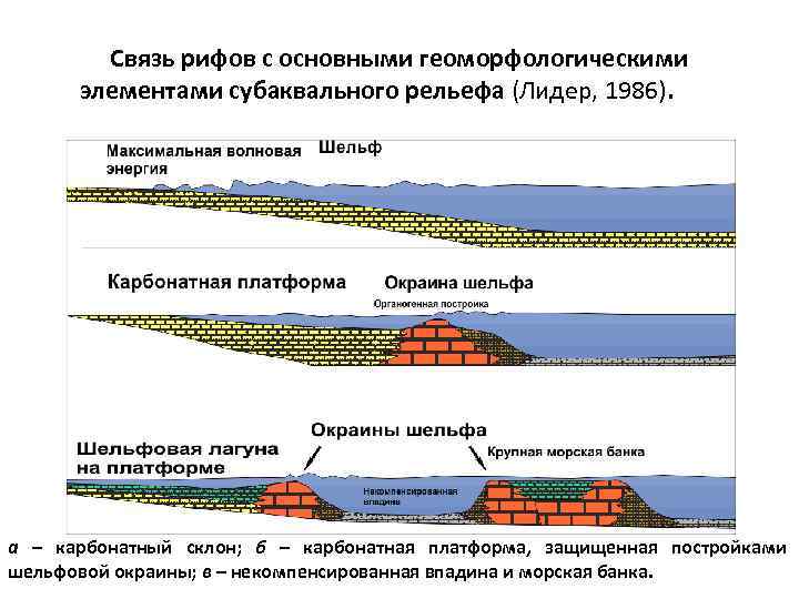 Связь рифов с основными геоморфологическими элементами субаквального рельефа (Лидер, 1986). а – карбонатный склон;