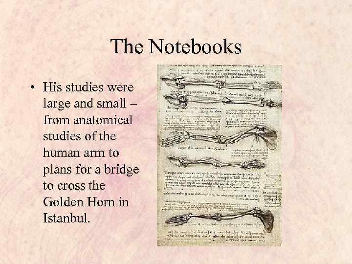 The Notebooks • His studies were large and small – from anatomical studies of