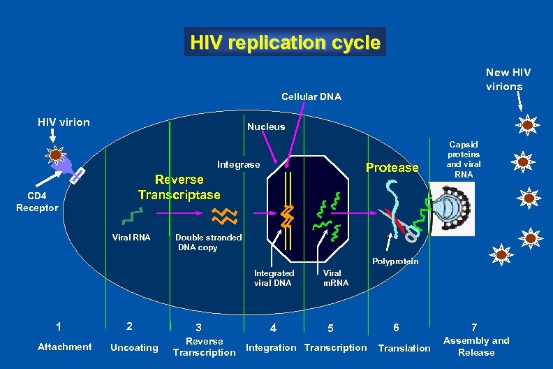 HIV replication cycle New HIV virions Cellular DNA HIV virion Nucleus HIV Virions Integrase
