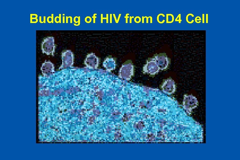 Budding of HIV from CD 4 Cell 