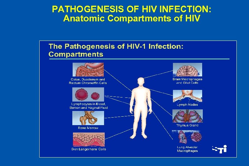 PATHOGENESIS OF HIV INFECTION: Anatomic Compartments of HIV 