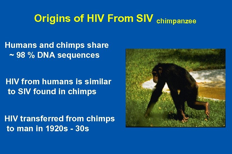 Origins of HIV From SIV chimpanzee Humans and chimps share ~ 98 % DNA
