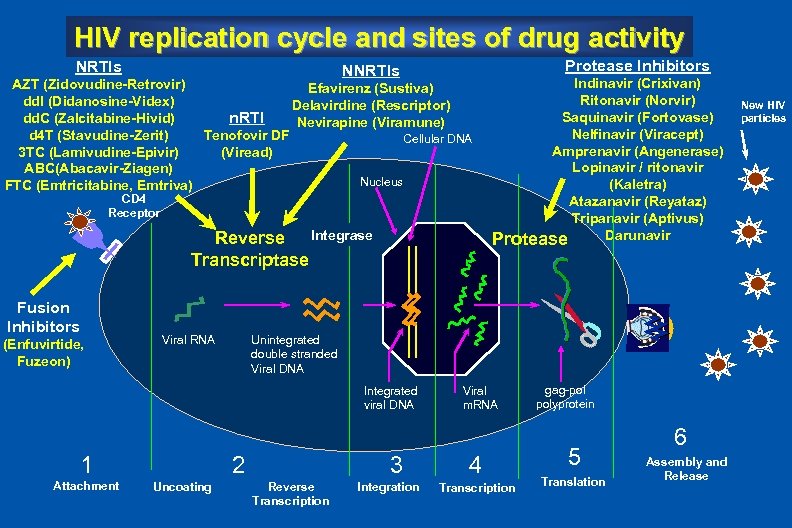 HIV replication cycle and sites of drug activity NRTIs Protease Inhibitors NNRTIs AZT (Zidovudine-Retrovir)