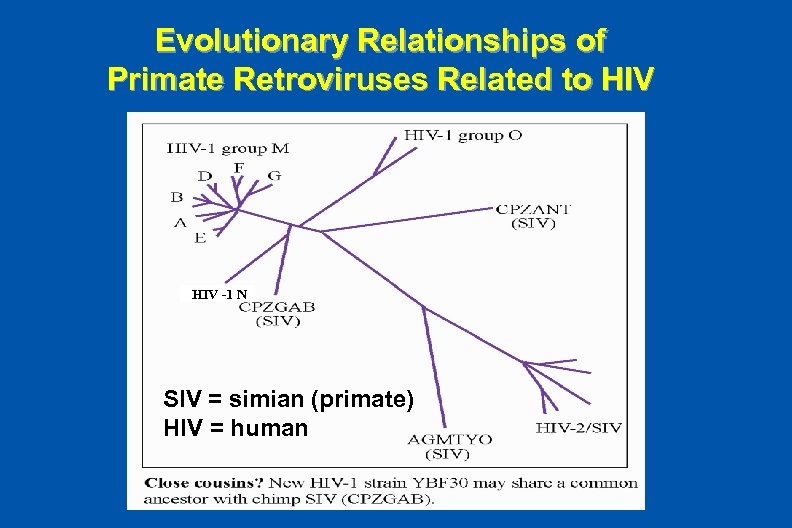 Evolutionary Relationships of Primate Retroviruses Related to HIV -1 N SIV = simian (primate)