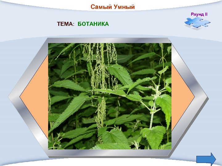 Самый Умный Раунд II ТЕМА: БОТАНИКА 2. Растение с обжигающими листьями, которые можно употреблять