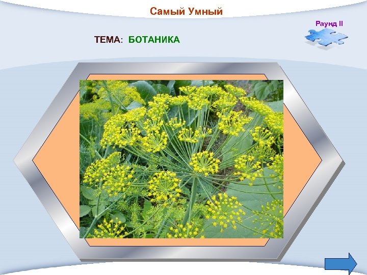 Самый Умный Раунд II ТЕМА: БОТАНИКА 3. Растение с мелкими листьями и желтыми соцветиями,