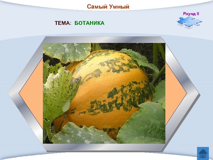 Самый Умный Раунд II ТЕМА: БОТАНИКА 5. Семейство растений, к которым относятся огурец, дыня,