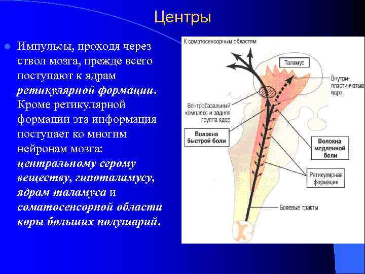 Центры l Импульсы, проходя через ствол мозга, прежде всего поступают к ядрам ретикулярной формации.