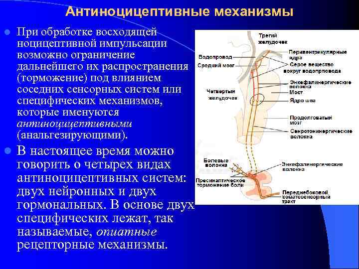 Антиноцицептивные механизмы l При обработке восходящей ноцицептивной импульсации возможно ограничение дальнейшего их распространения (торможение)