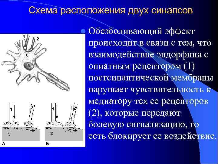 Схема расположения двух синапсов l Обезболивающий эффект происходит в связи с тем, что взаимодействие