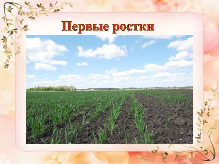 Первые ростки 